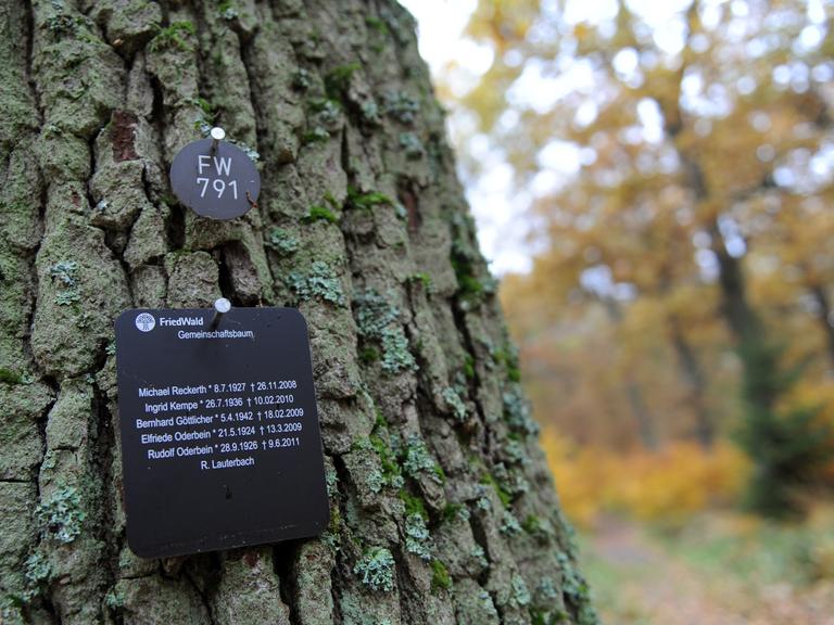 An einem Baum hängt eine Tafel mit den Namen der Bestatteten in einem sogenannten Friedwald oder auch Trauerwald