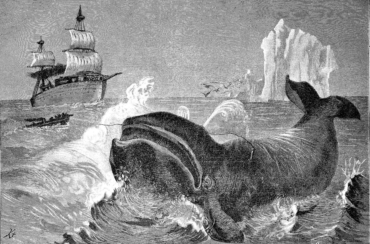 Originaldruck einer Walfängerszene. Im Vordergrund ein Wal, im Hintergrund ein Boot, das Jagd auf das Tier macht (schwarz-weiß)