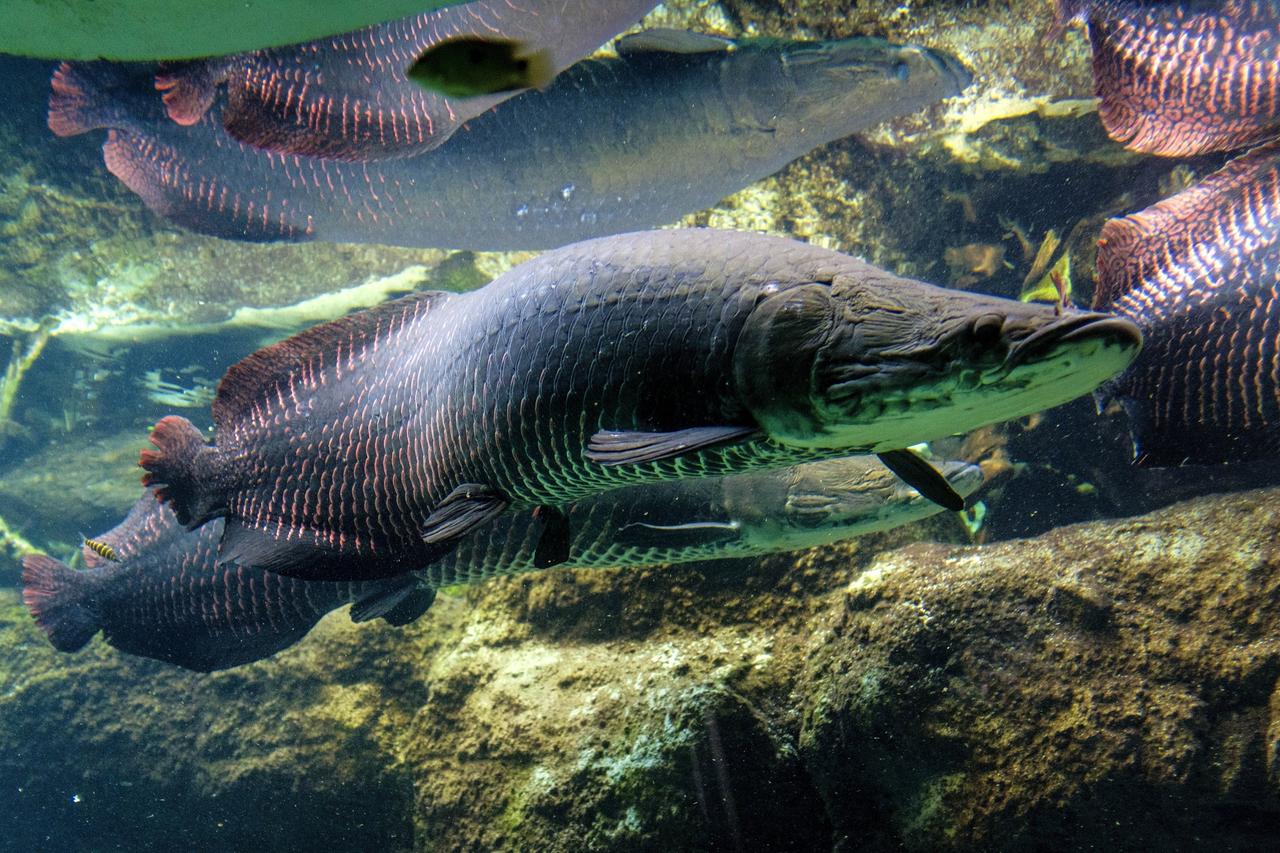 Unterwasserfoto großer länglicher Fische mit rot gerandeten Schuppen.