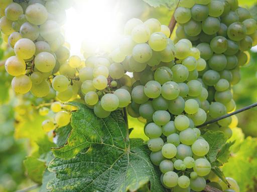 Weinlaub und reife Trauben im Gegenlicht der untergehenden Sonne.