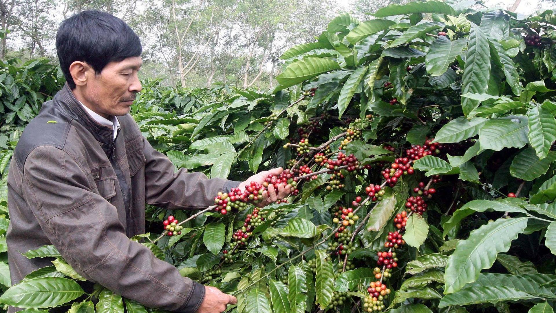 Ein Mann betrachtet die Kaffeekirschen an einer Kaffeepflanze.
