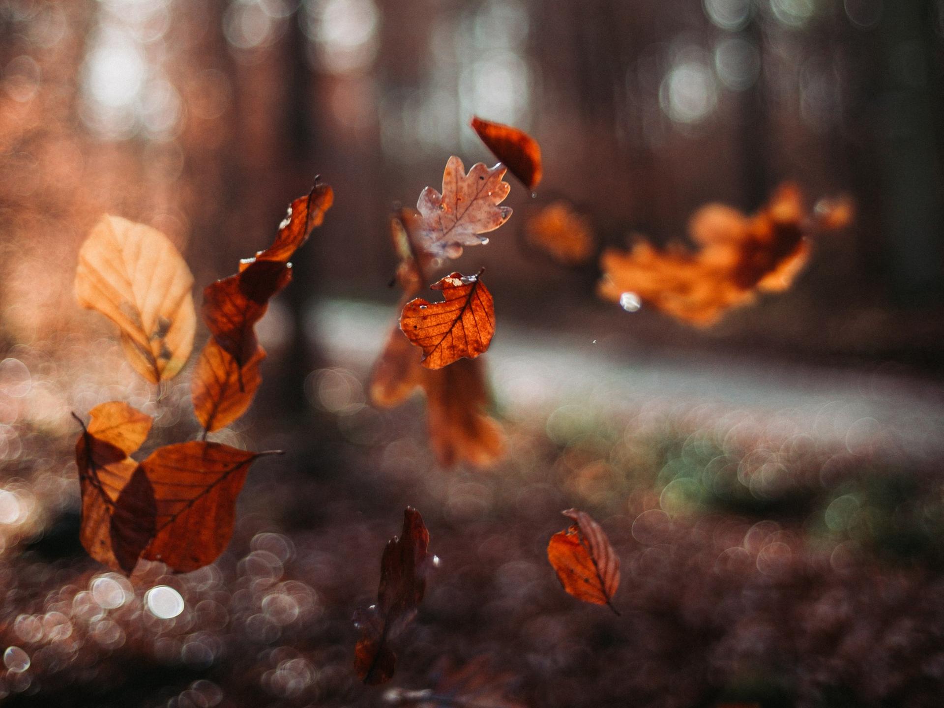 Zu sehen ist eine Nahaufnahme von fallenden bunten Laubblättern im Herbst.