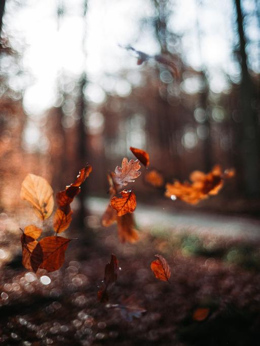 Zu sehen ist eine Nahaufnahme von fallenden bunten Laubblättern im Herbst.