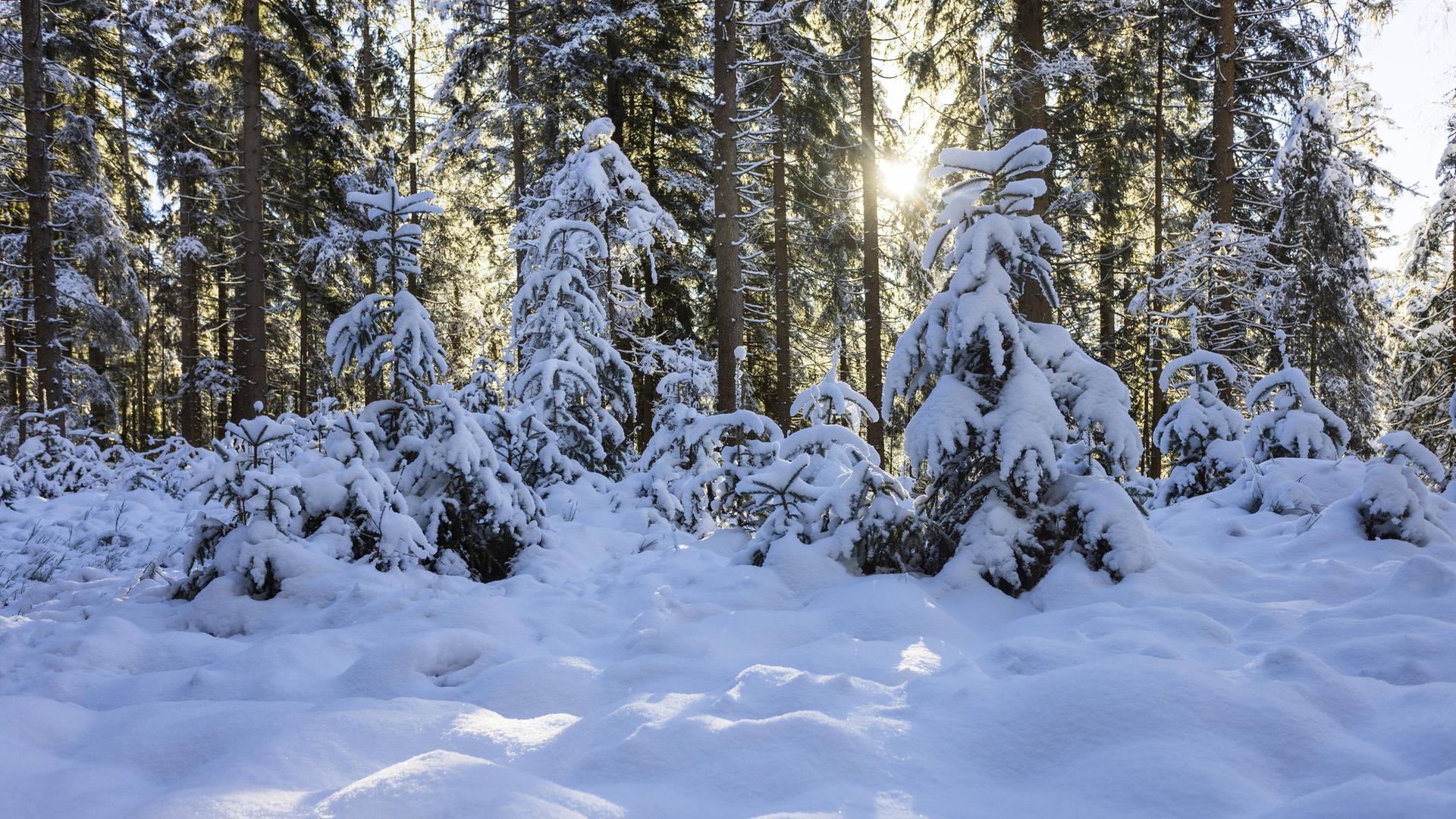Schneebedeckter Winterwald im morgenlichen Sonnenlicht