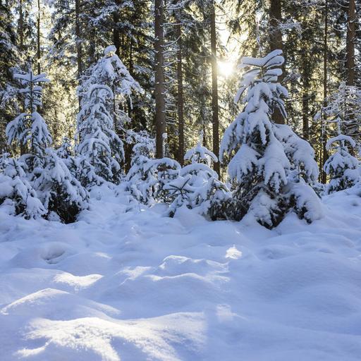 Schneebedeckter Winterwald im morgenlichen Sonnenlicht