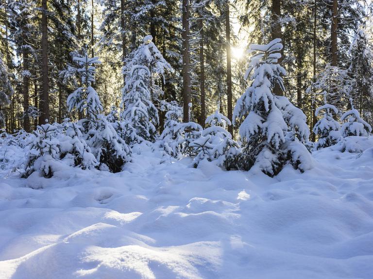 Schneebedeckter Winterwald im morgenlichen Sonnenlicht