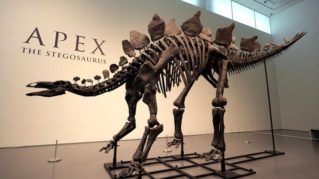 Ein Stegosaurus-Skelett steht in einer Austellungs-Halle.