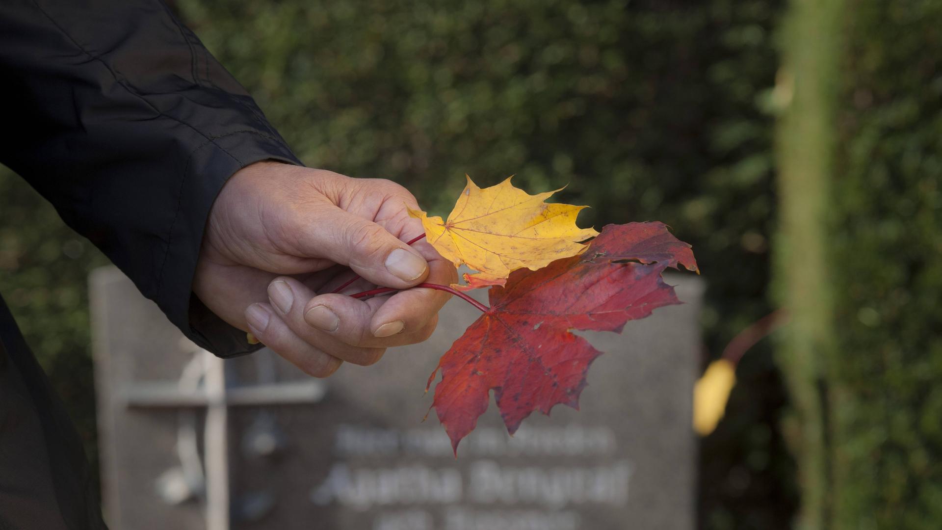 Eine männliche Hand hält Herbstlaub zwischen den Fingern auf einem Friedhof.