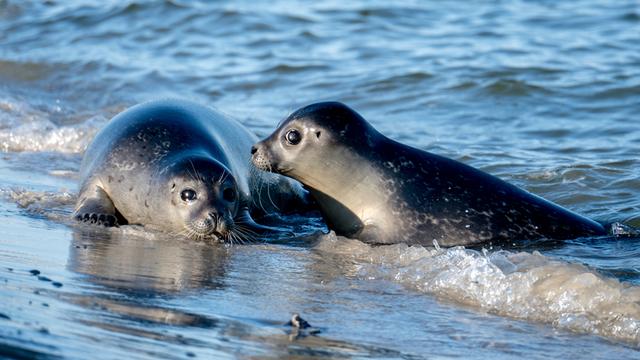 2 junge Seehunde schwimmen nach der Auswilderung in der Nordseevor der Insel Juist. 