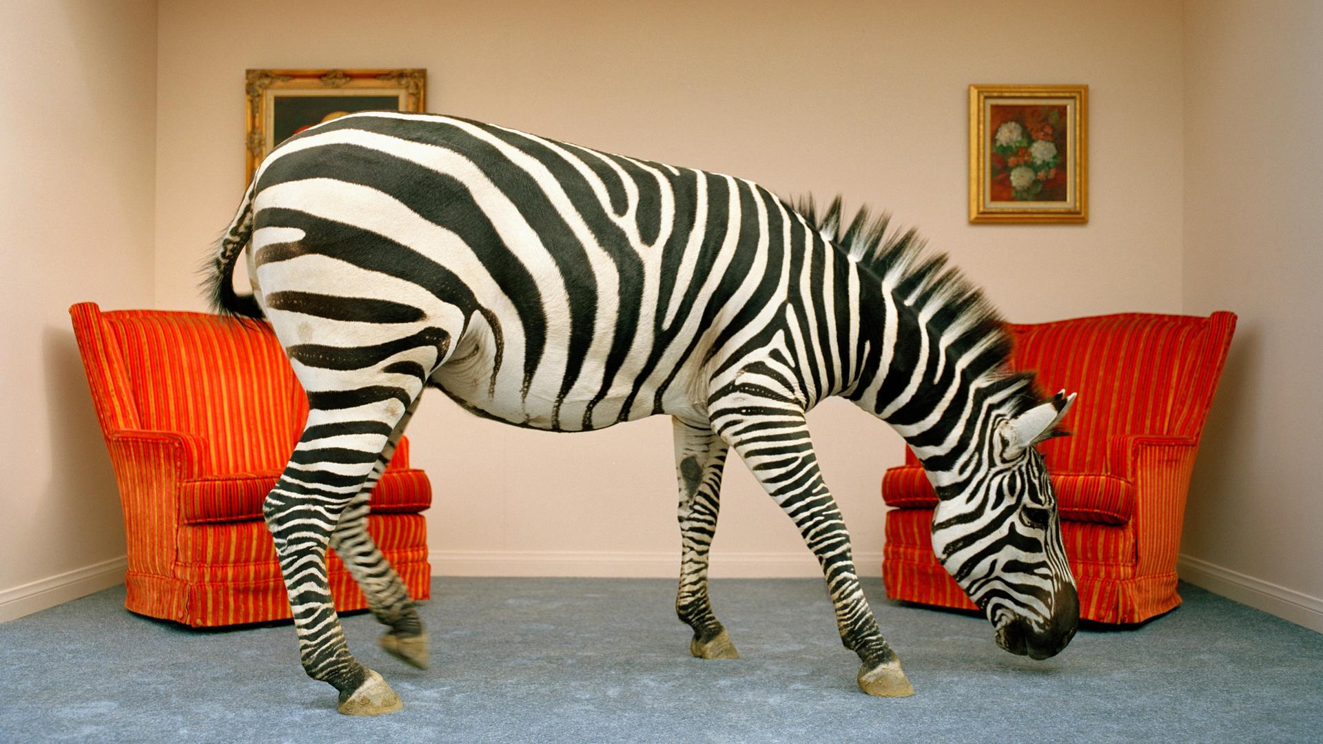 Ein Zebra steht in einem Wohnzimmer, im Hintergrund Stühle und über ihm ein Kronleuchter Ein Zebra steht in einem Wohnzimmer, im Hintergrund Stühle und über ihm ein Kronleuchter