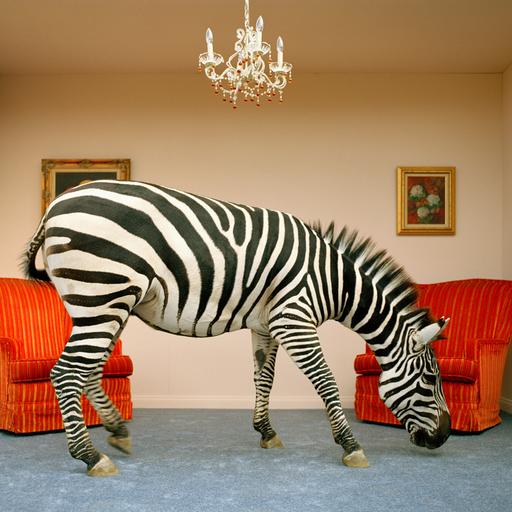 Ein Zebra steht in einem Wohnzimmer, im Hintergrund Stühle und über ihm ein Kronleuchter