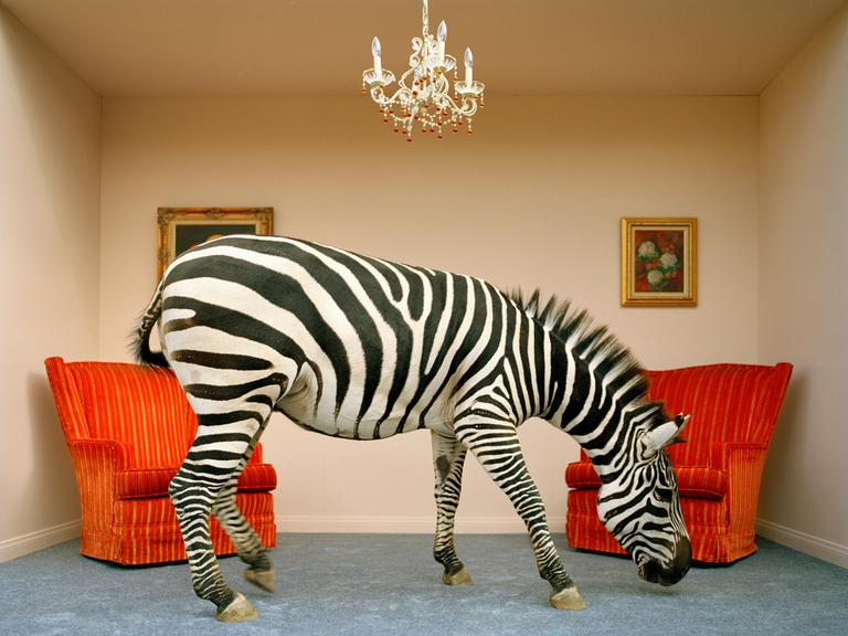 Ein Zebra steht in einem Wohnzimmer, im Hintergrund Stühle und über ihm ein Kronleuchter