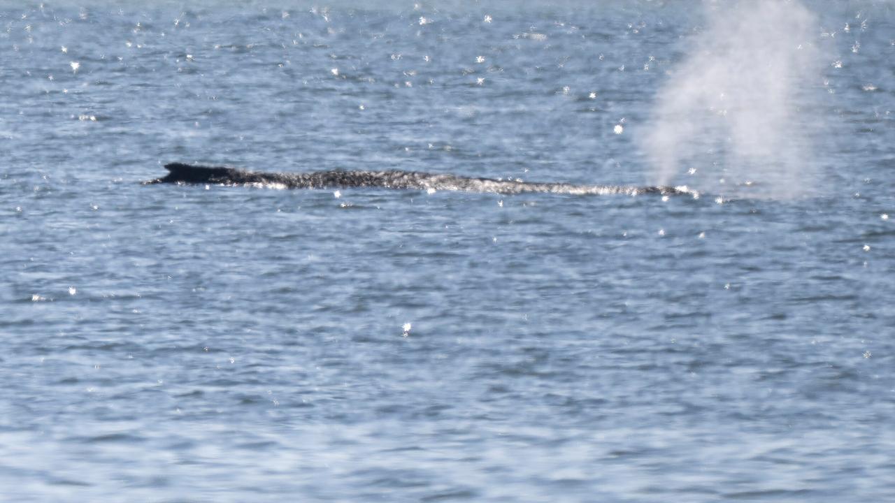 Ein kleiner Teil des gestrandeten Buckelwals ist an der Wasseroberfläche zu sehen. Ebenso eine Atemluftfontäne, die das Tier ausstößt. 