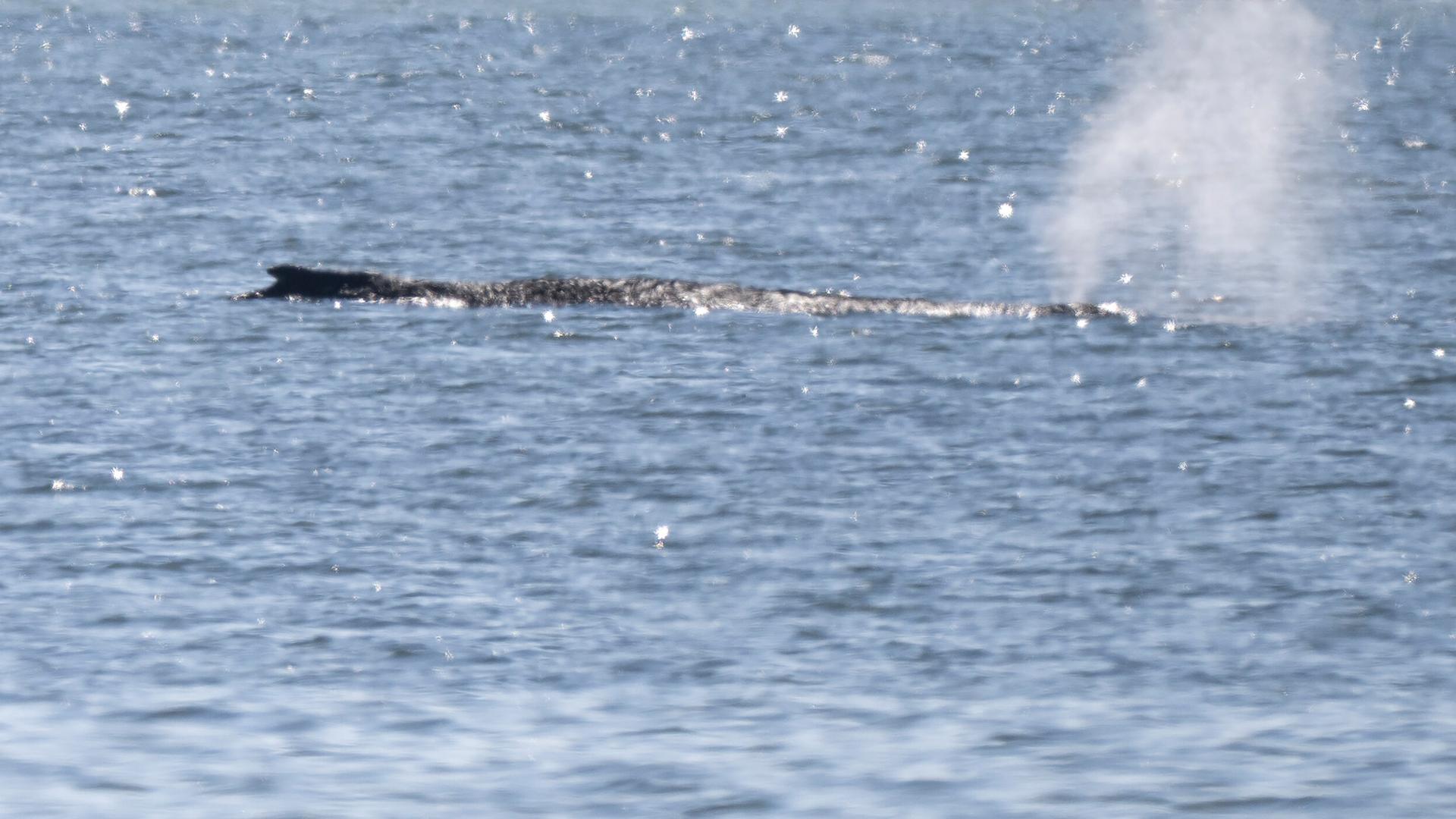 Ein kleiner Teil des gestrandeten Buckelwals ist an der Wasseroberfläche zu sehen. Ebenso eine Atemluftfontäne, die das Tier ausstößt. Ein kleiner Teil des gestrandeten Buckelwals ist an der Wasseroberfläche zu sehen. Ebenso eine Atemluftfontäne, die das Tier ausstößt.