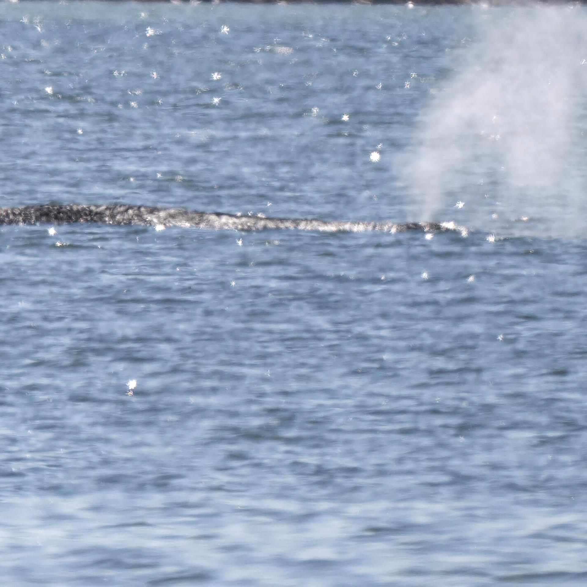 Buckelwal in der Ostsee - wie geht es weiter? Interview Burkard Baschek