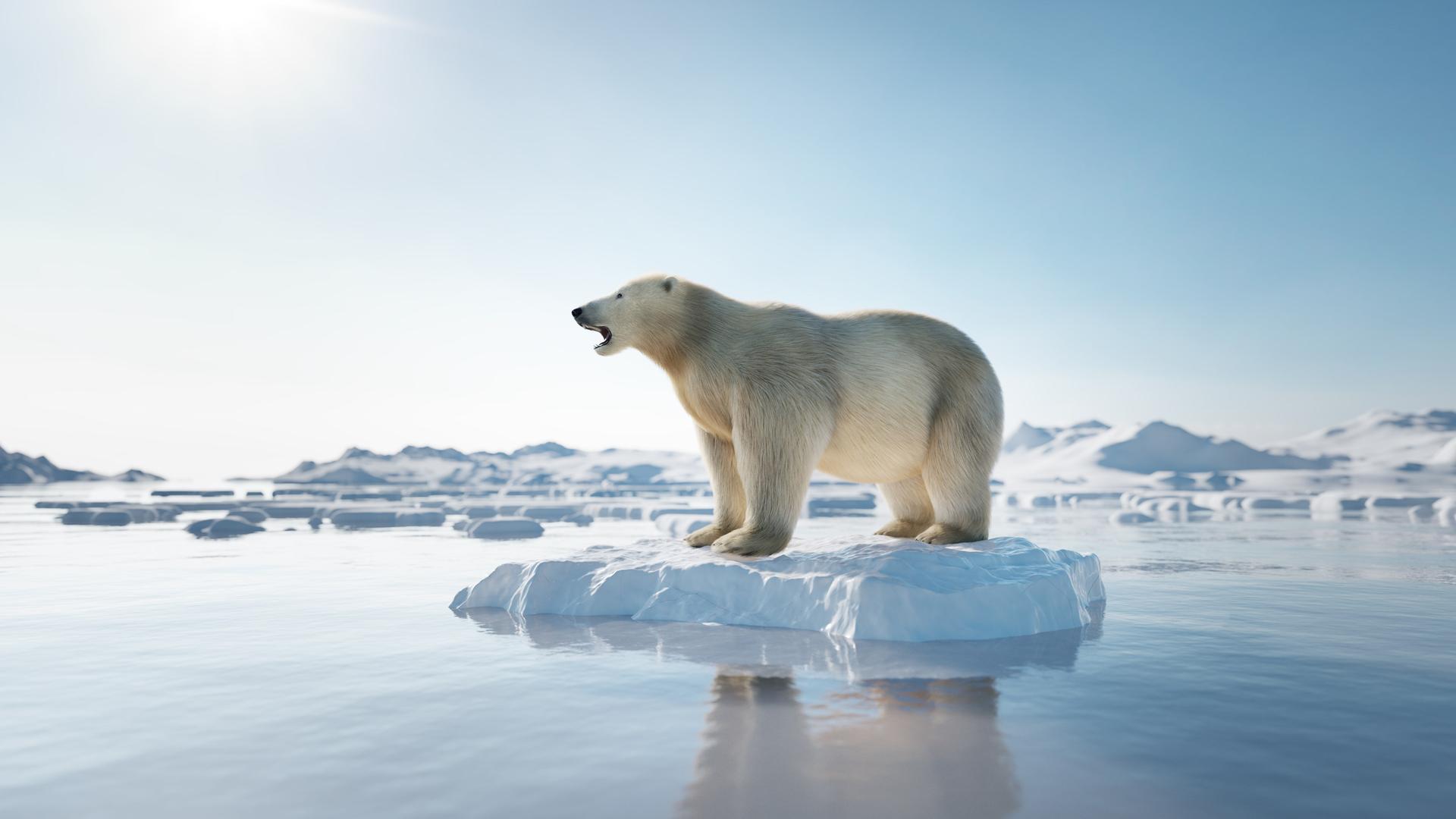 Ein Eisbär steht mit geöffnetem Maul auf einer kleinen Eisscholle auf der ansonsten wenig vereisten Wasseroberfläche. Es sieht aus, als würde er einen Laut ausstoßen.
