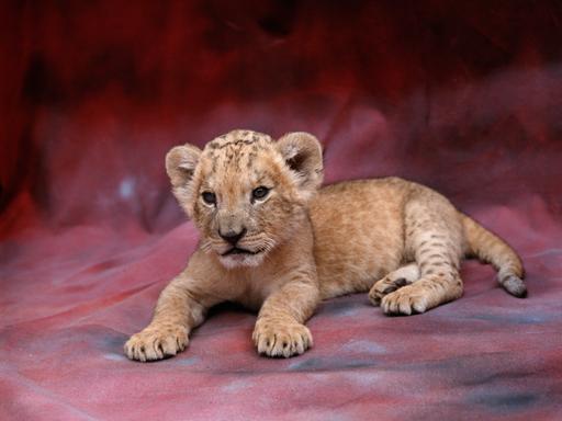 Studioaufnahme eines afrikanischen Löwenbabies vor einem rötlichen Hintergrund.