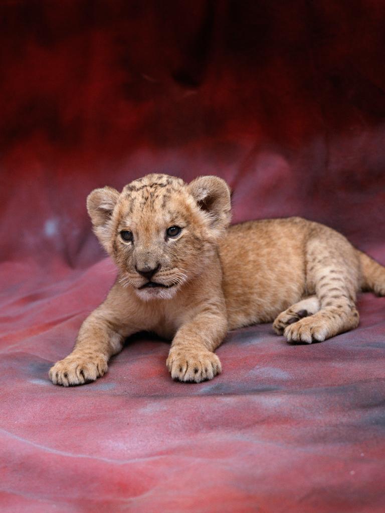 Studioaufnahme eines afrikanischen Löwenbabies vor einem rötlichen Hintergrund.