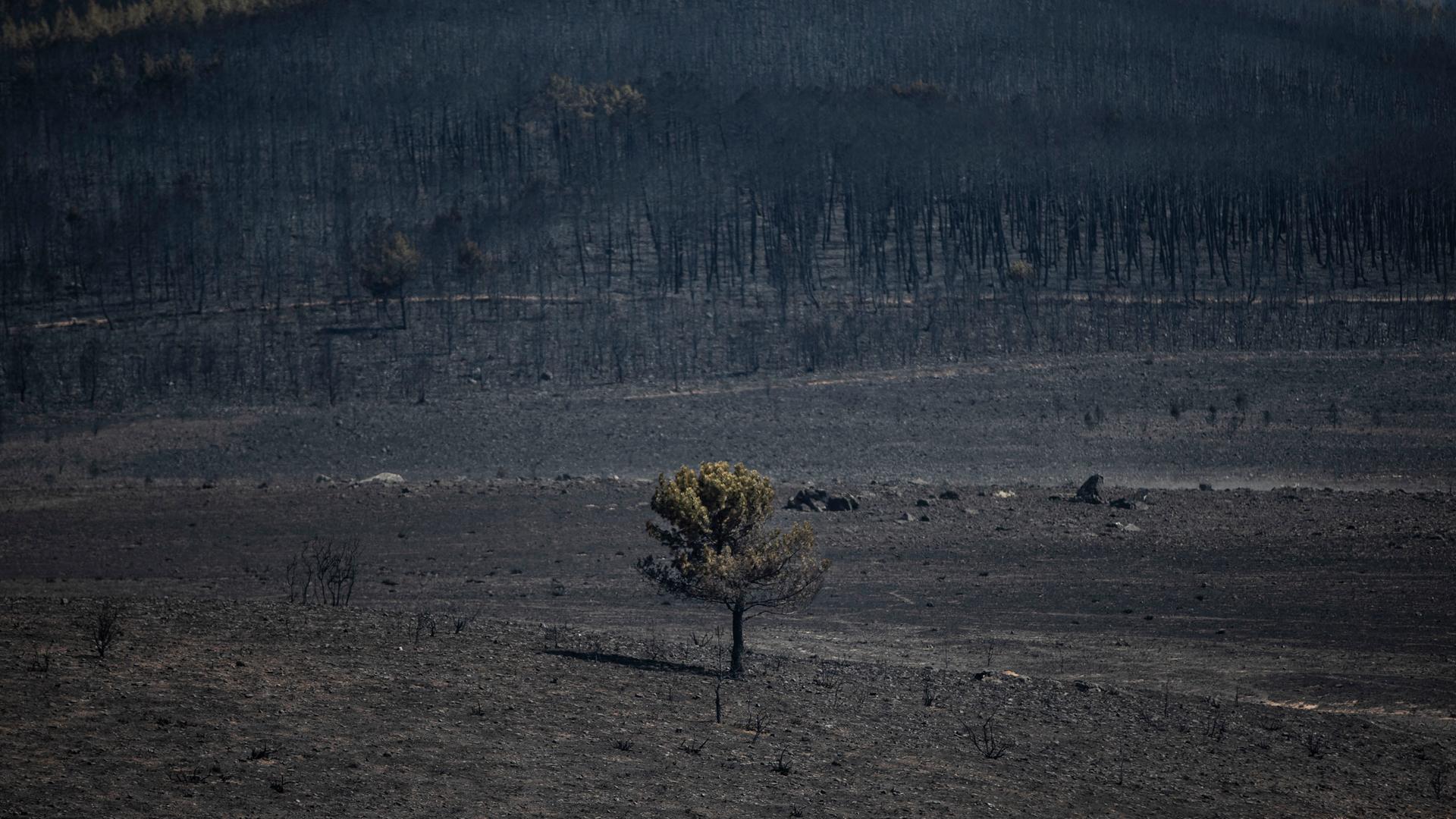 Verbrannte Waldfläche nach einem Waldbrand in Spanien 2022. Ein einziger verkohlter Baum ist stehengeblieben, alle anderen sind zu Asche verbrannt.