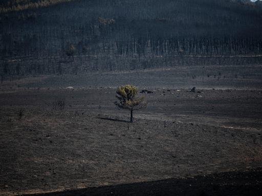 Verbrannte Waldfläche nach einem Waldbrand in Spanien 2022. Ein einziger verkohlter Baum ist stehengeblieben, alle anderen sind zu Asche verbrannt.