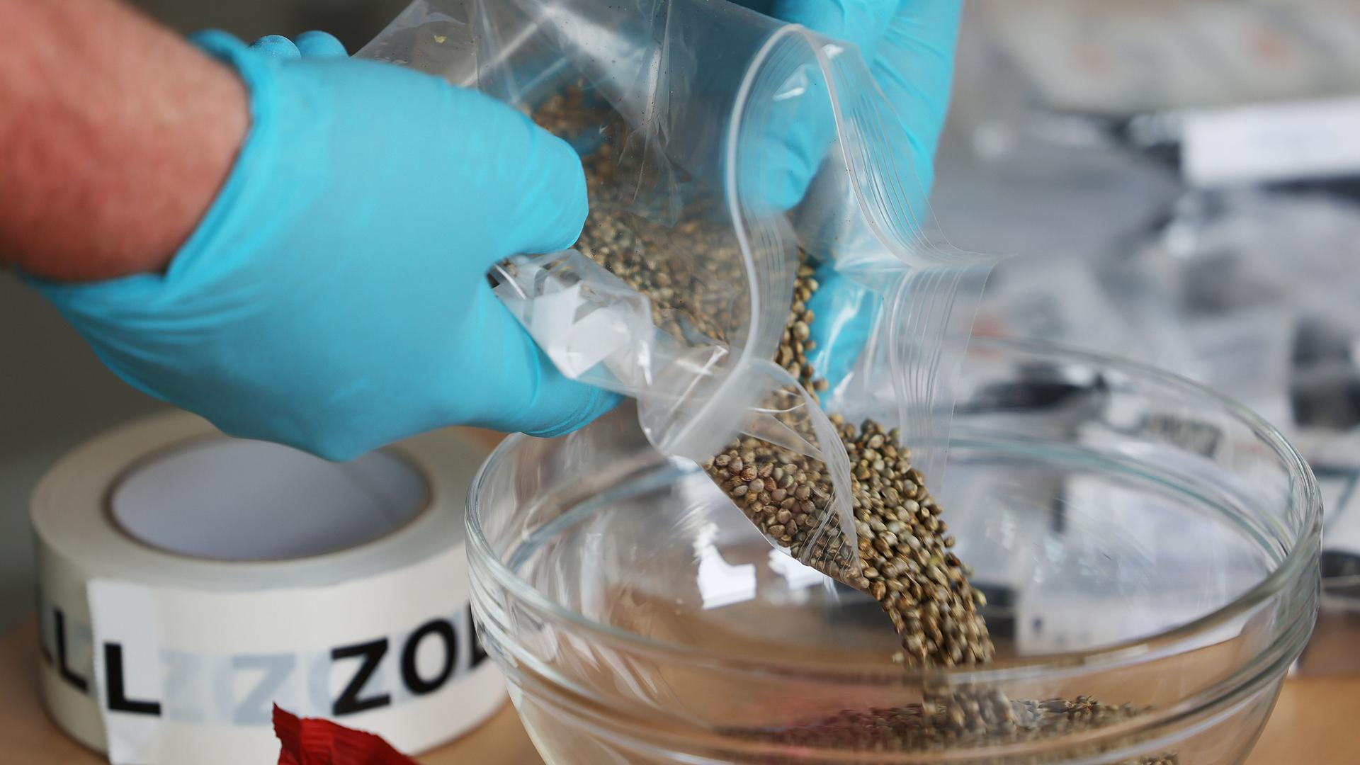 Ein Zollbeamter schüttet Cannabis Samen in eine Schale. Zoll hat am Flughafen Köln/Bonn Ecstasy-Tabletten mit einem Straßenverkaufswert von 1,3 Millionen Euro sichergestellt. (Zu dpa/lnw:"Zoll entdeckt Rekordmengen Ecstasy und Cannabis am Flughafen")