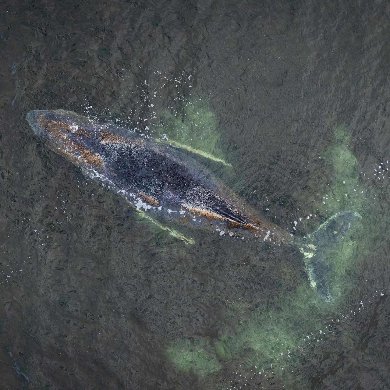Der festsitzende Buckelwal in der Bucht vor Wismar aus der Vogelperspektive.