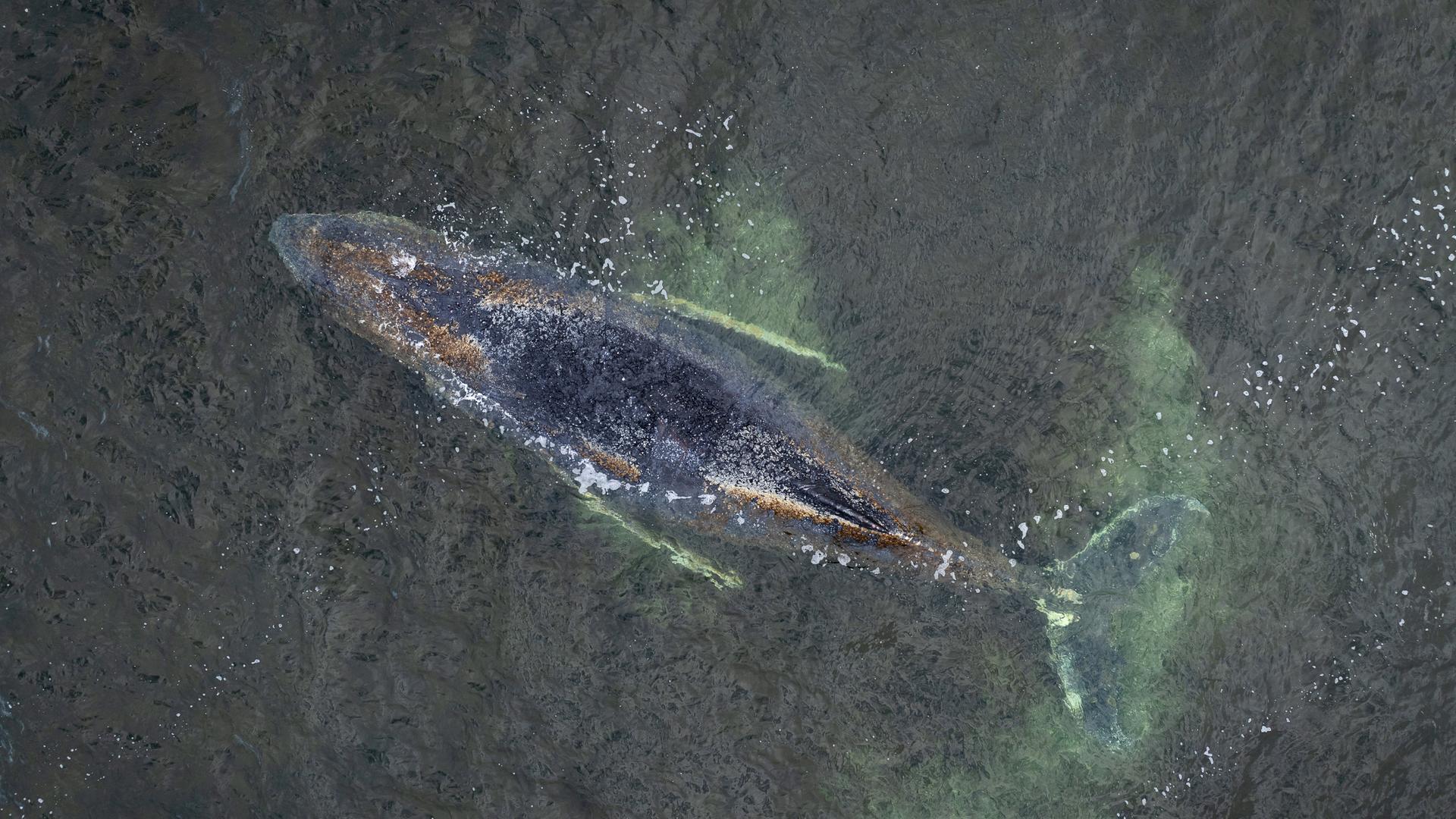Der festsitzende Buckelwal in der Ostsee aus der Vogelperspektive. Der festsitzende Buckelwal in der Ostsee aus der Vogelperspektive.