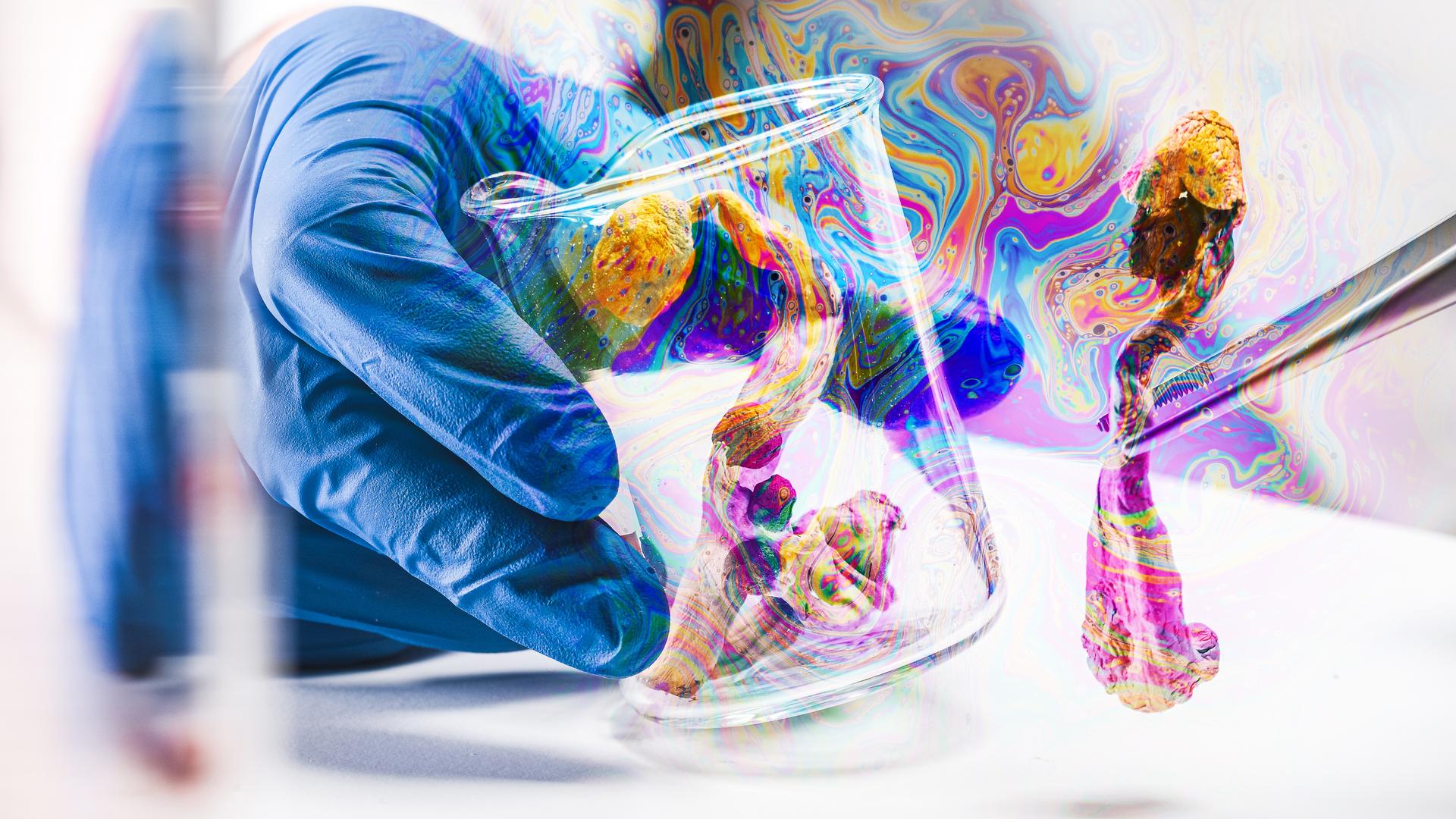 Sogenannte Magic Mushrooms, die den Wirkstoff Psilobycin enthalten, im Labor, mit psychodelischen Farben überblendet.