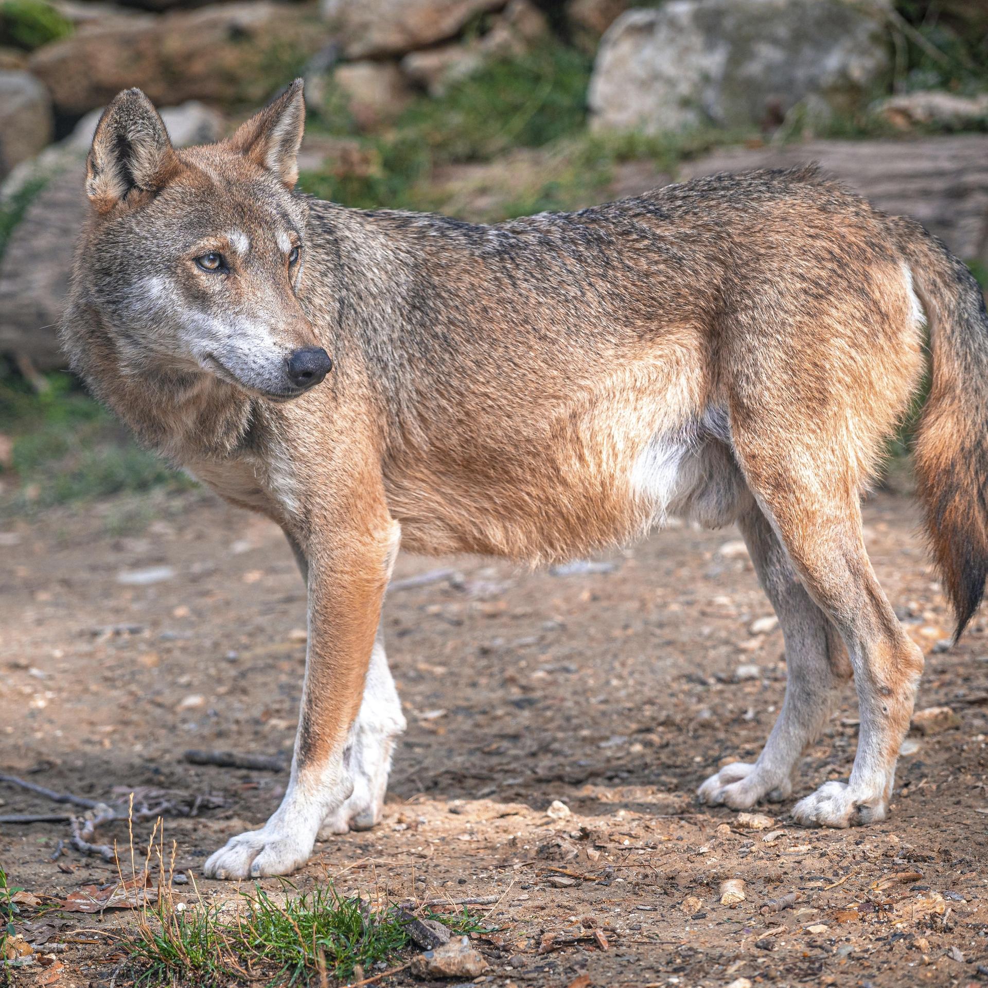 Ein aufrechter Wolf (Canis lupus) blickt aufmerksam in die Ferne, umgeben von Wald und Natur.