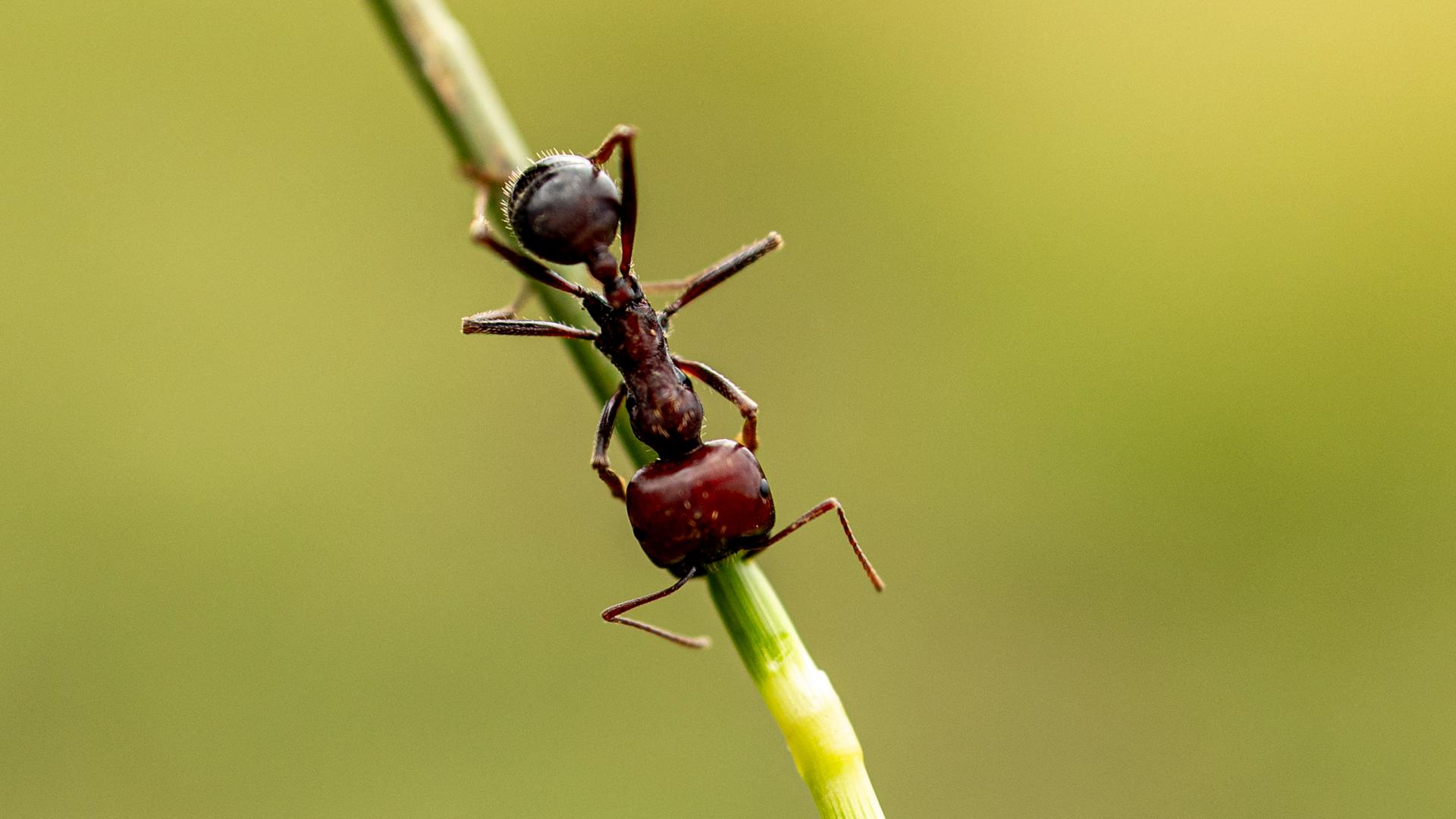 Nahaufnahme einer großen Ernteameise in Kenia, die an einem Grashalm entlang krabbelt.
