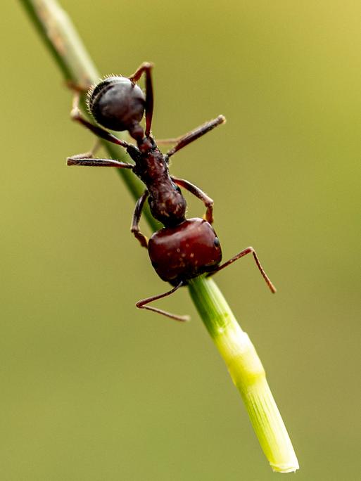 Nahaufnahme einer großen Ernteameise in Kenia, die an einem Grashalm entlang krabbelt.