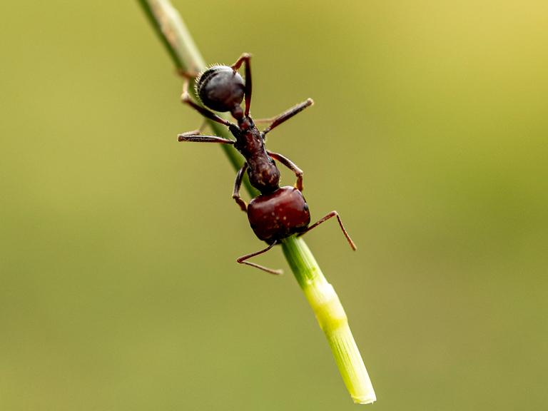 Nahaufnahme einer großen Ernteameise in Kenia, die an einem Grashalm entlang krabbelt.