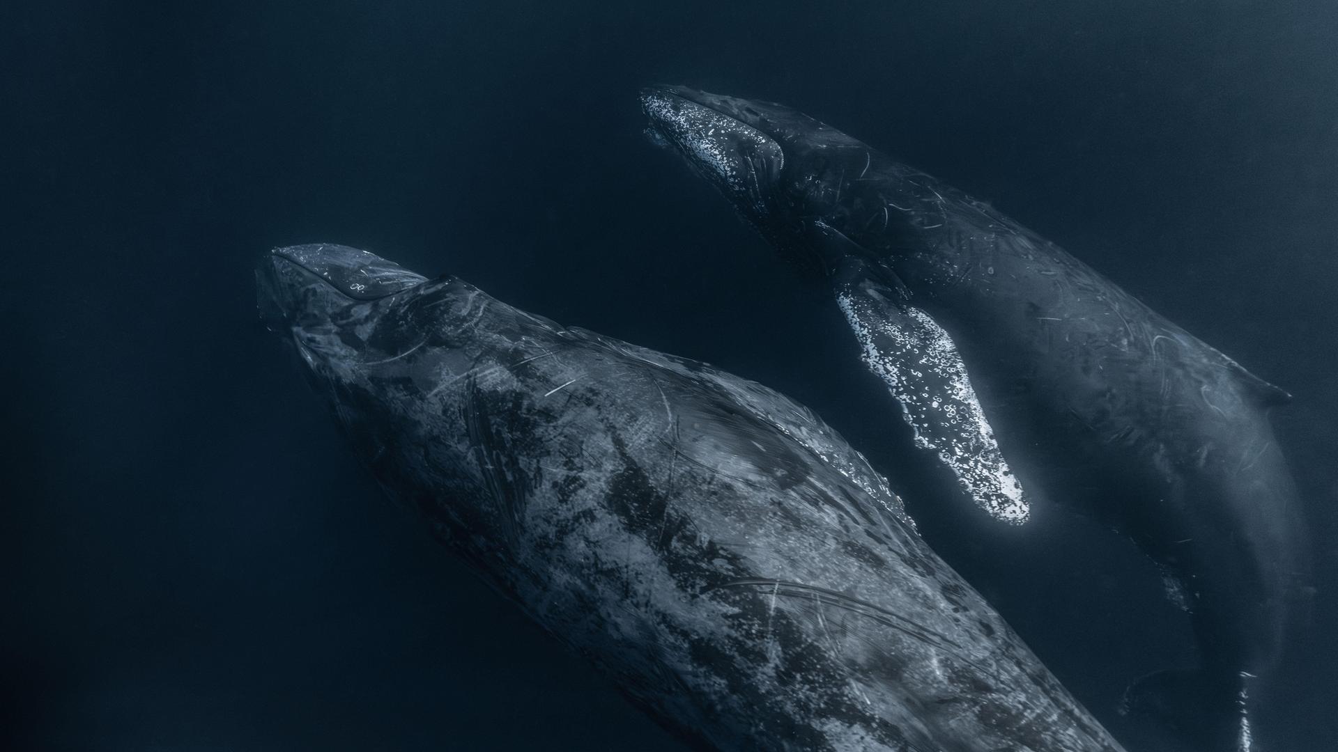 Zwei Buckelwale, eine Mutter und ihr Kalb, tauchen im Meer