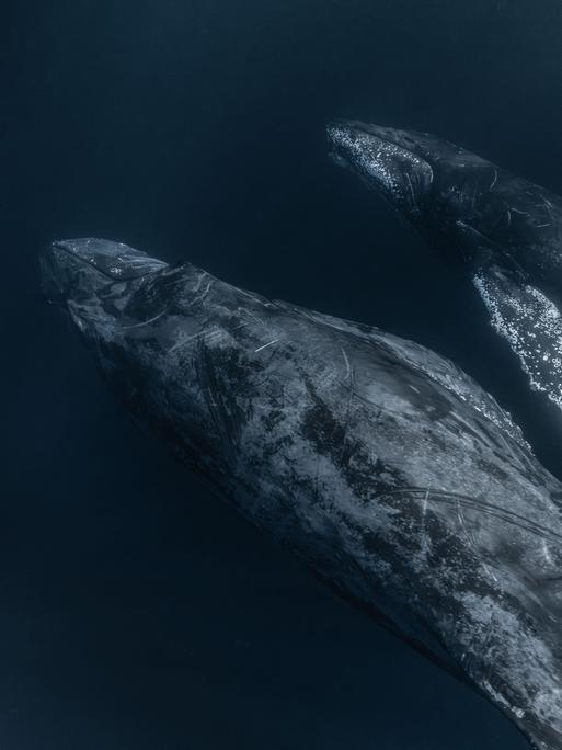 Zwei Buckelwale, eine Mutter und ihr Kalb, tauchen im Meer Zwei Buckelwale, eine Mutter und ihr Kalb, tauchen im Meer