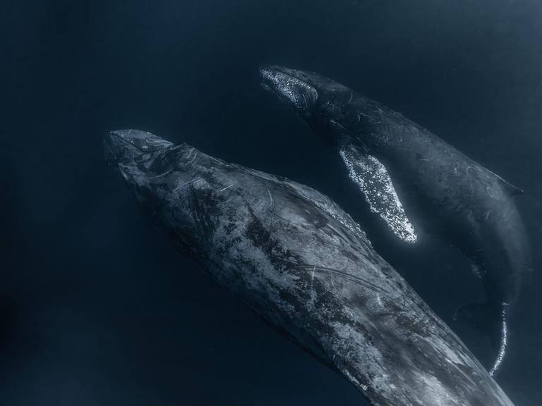 Zwei Buckelwale, eine Mutter und ihr Kalb, tauchen im Meer Zwei Buckelwale, eine Mutter und ihr Kalb, tauchen im Meer