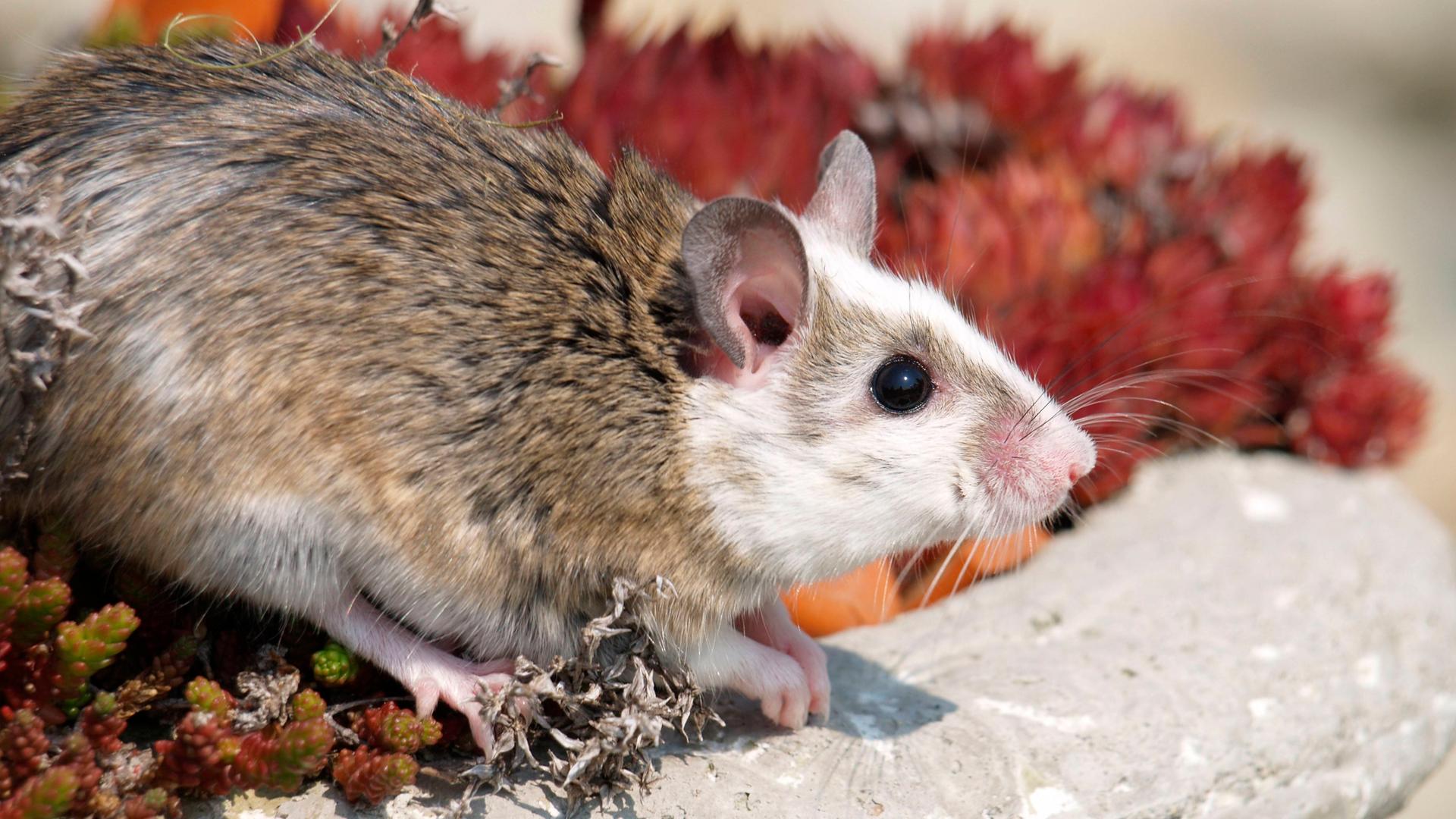 Vielzitzenmaus (Mastomys spec.) Vielzitzenmaus (Mastomys spec.)