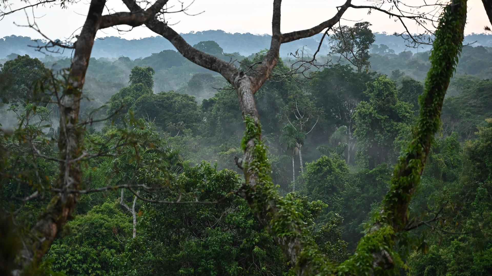 Blick in den Yasuní-Nationalpark in Ecuador.