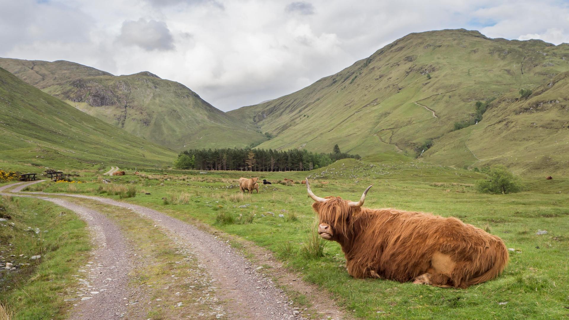 Ein Hochlandrind liegt auf einer Wise vor bewölktem Himmel in Schottland 