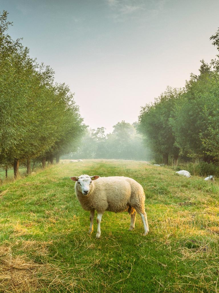 Ein Schaf steht auf einer Wiese zwischen Bäumen und blickt die Betrachtenden an.