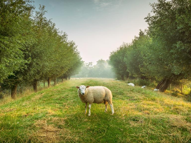 Ein Schaf steht auf einer Wiese zwischen Bäumen und blickt die Betrachtenden an.