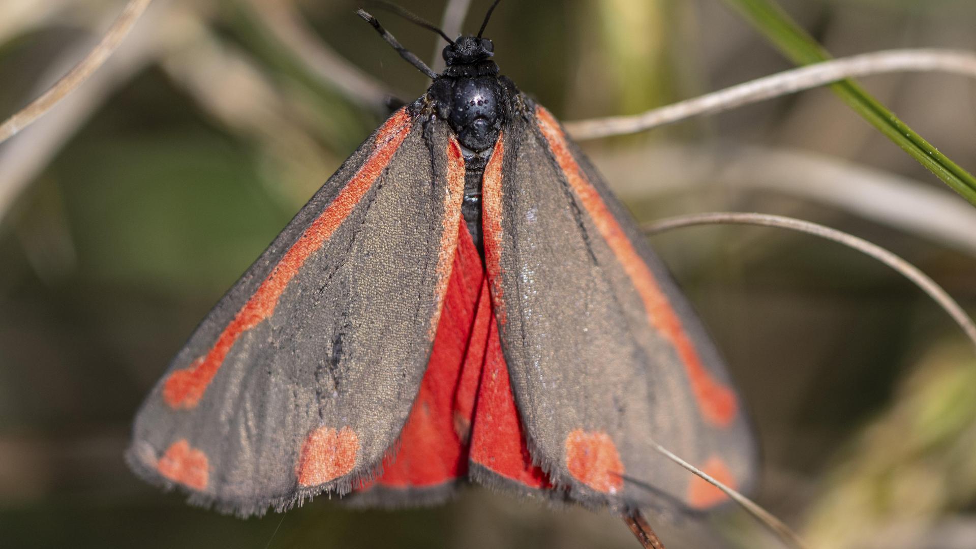 Ein Jakobskrautbär, ein Nachtfalter, ist von hinten abgebildet. Er ist vorwiegend rote Flügel mit einem schwarzen Anteil.