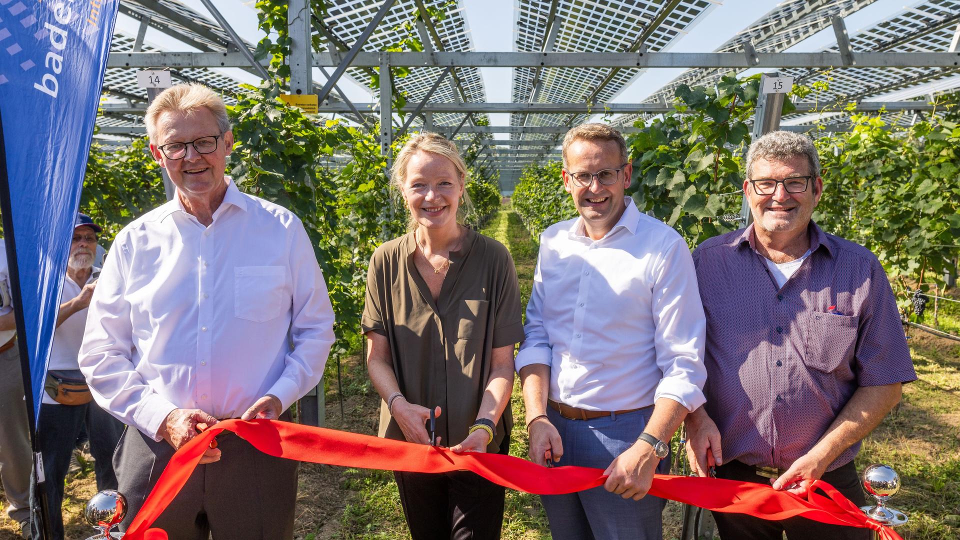 Baden-Württemberg, Freiburg: Ulrich von Kirchbach (l, SPD), Erster Bürgermeister von Freiburg, Thekla Walker (2.v.l., Bündnis 90 / Die Grünen), Landesumweltministerin von Baden-Württemberg, Heinz-Werner Hölscher (3.v.l.), Vorstand der Badenova AG, und Edgar Gimbel (r), Geschäftsführer der Gsun GmbH, schneiden zur Einweihung einer im Hintergrund erkennbaren Vino-Photovoltaik-Anlage ein rotes Band d