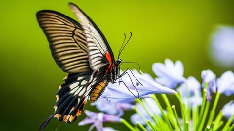 Auf einer blau blühenden Blütenpracht sitzt ein Schmetterling, dessen Flügel gelb und rot sind, die mit dunklen Streifen durchzogen sind.
