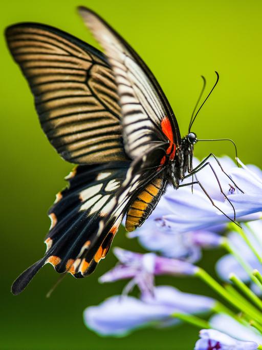 Auf einer blau blühenden Blütenpracht sitzt ein Schmetterling, dessen Flügel gelb und rot sind, die mit dunklen Streifen durchzogen sind.