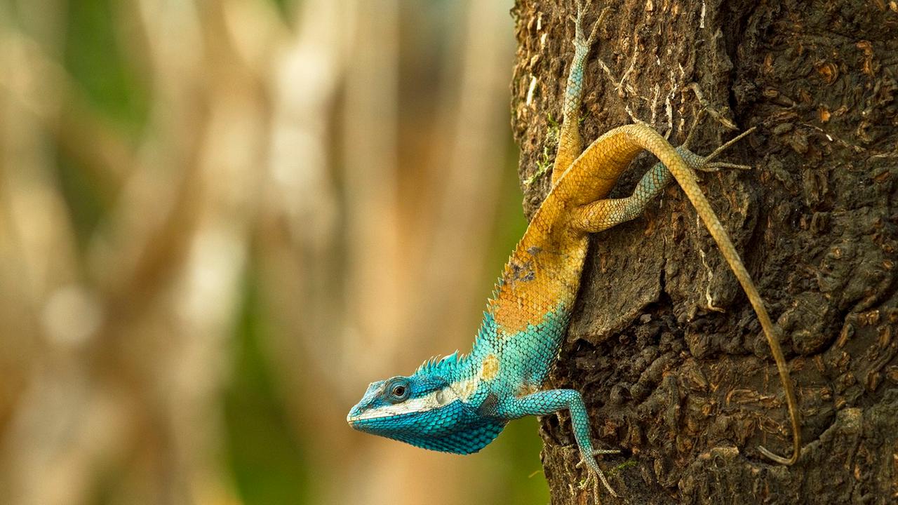 Eine Blaukopf-Schönechse (Calotes goetzi) aus Kambodscha. In der südostasiatischen Mekong-Region haben Wissenschaftler in nur zwei Jahren 380 Tier- und Pflanzenarten entdeckt, die zuvor noch nie beschrieben wurden.