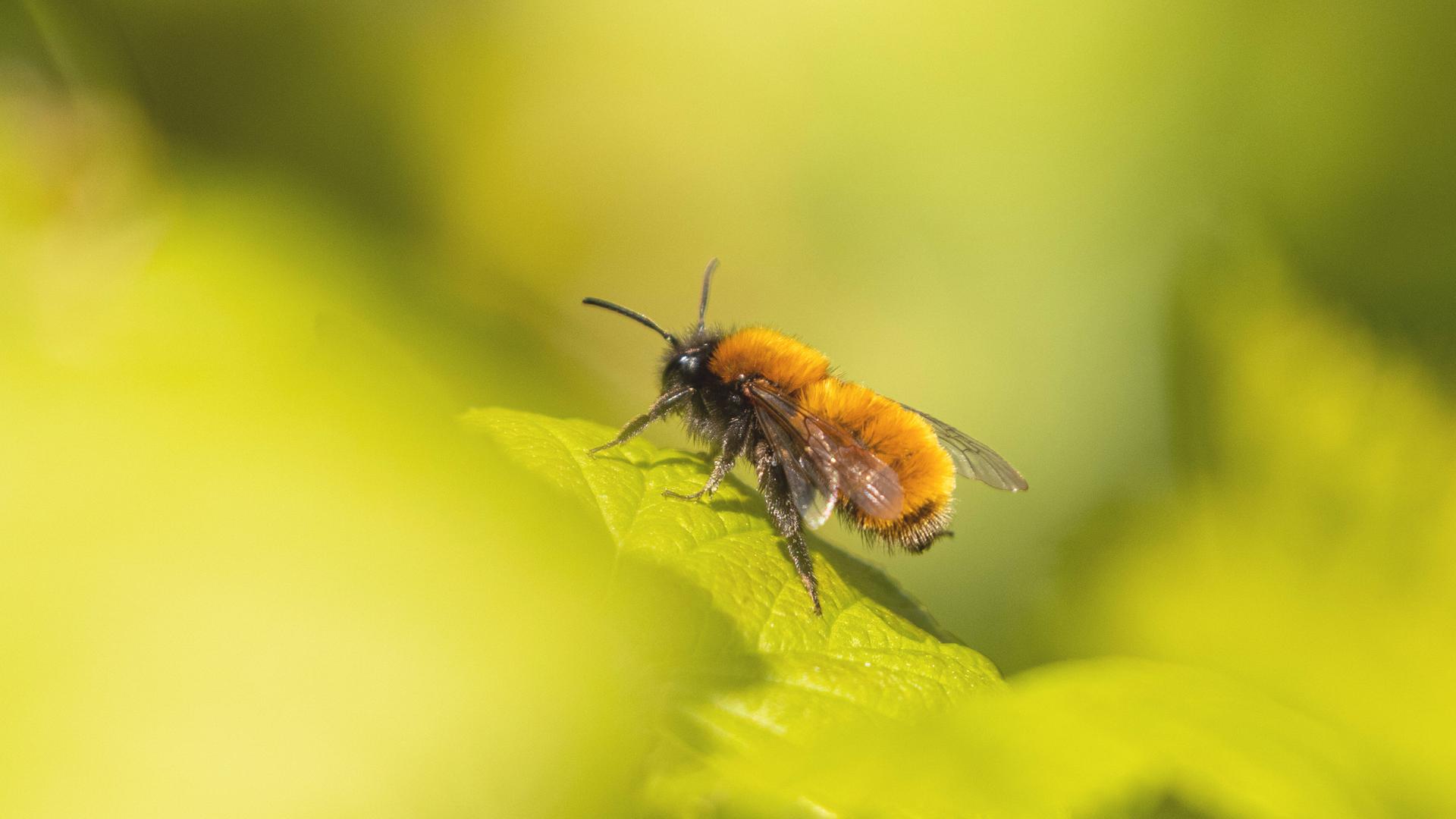 Eine Wildbiene sitzt auf einem Blatt. Eine Wildbiene sitzt auf einem Blatt.