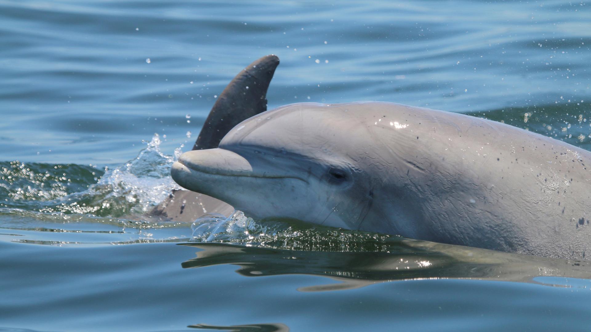 Ein Delfin schaut aus dem Wasser.