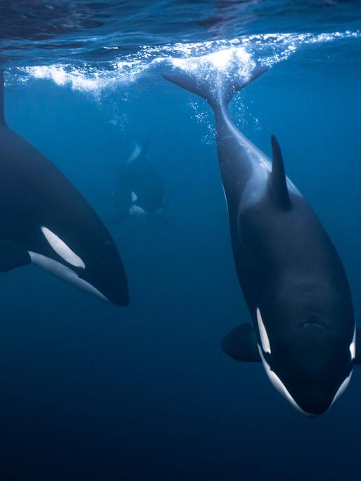 Eine Orcafamilie taucht gerade unter die Wasseroberfläche ab.