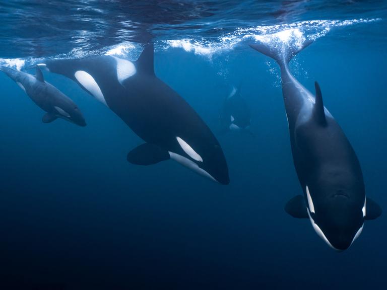 Eine Orcafamilie taucht gerade unter die Wasseroberfläche ab.