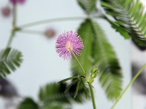 Eine Mimose.